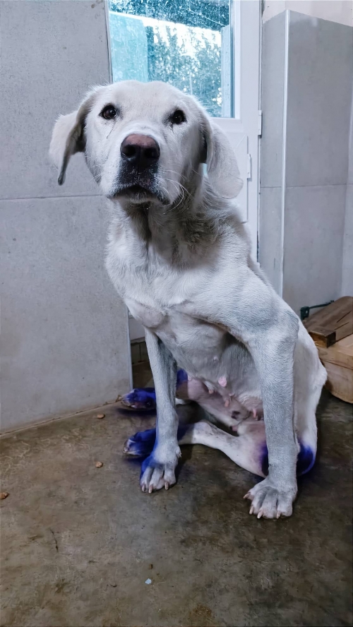 მეტისი უჯარმა