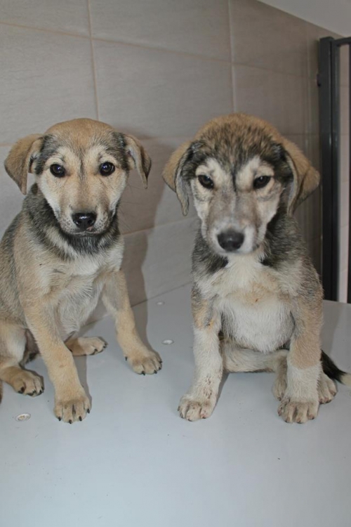 ქართული ქოფაკი უსახელო