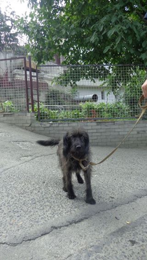 ბალონკა ტუზიკა