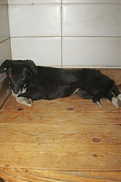 მეტისი უსახელო