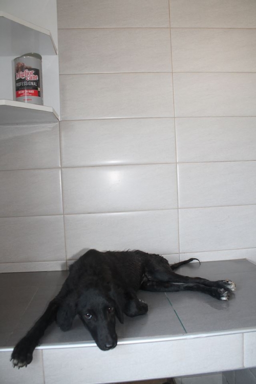 მეტისი უსახელო