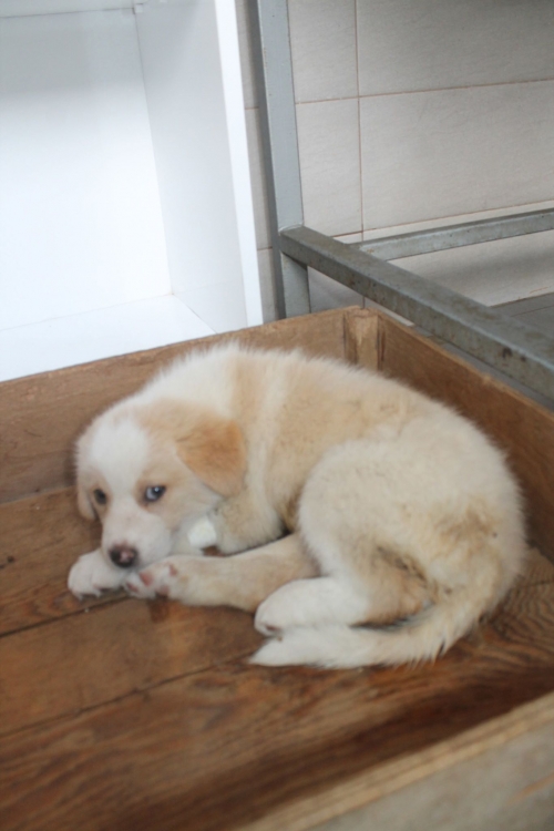 ქართული ქოფაკი უსახელო