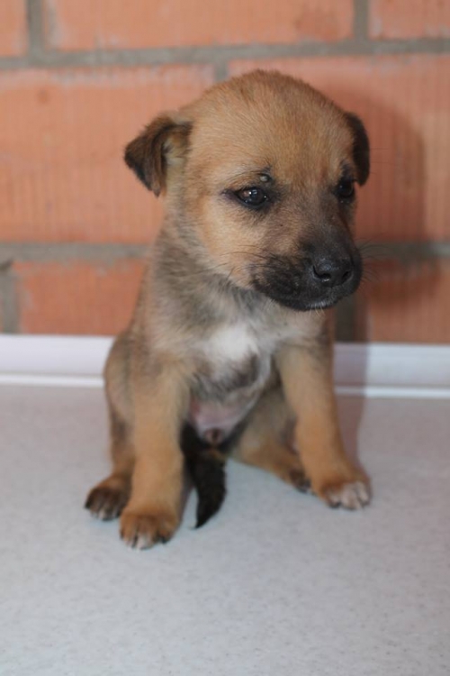 მეტისი უსახელო