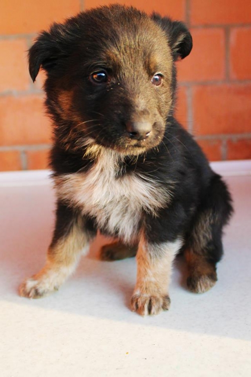 მეტისი უსახელო