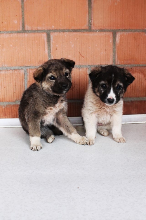 მეტისის ლეკვები უსახელო