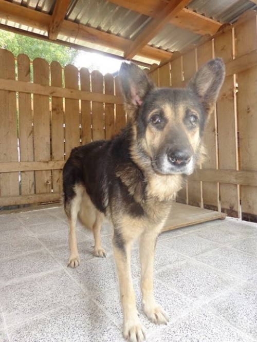 გერმანული ნაგაზი უსახელო