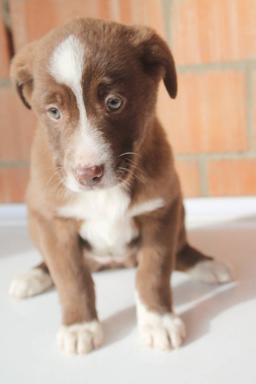 ლაიკის მეტისი უსახელო