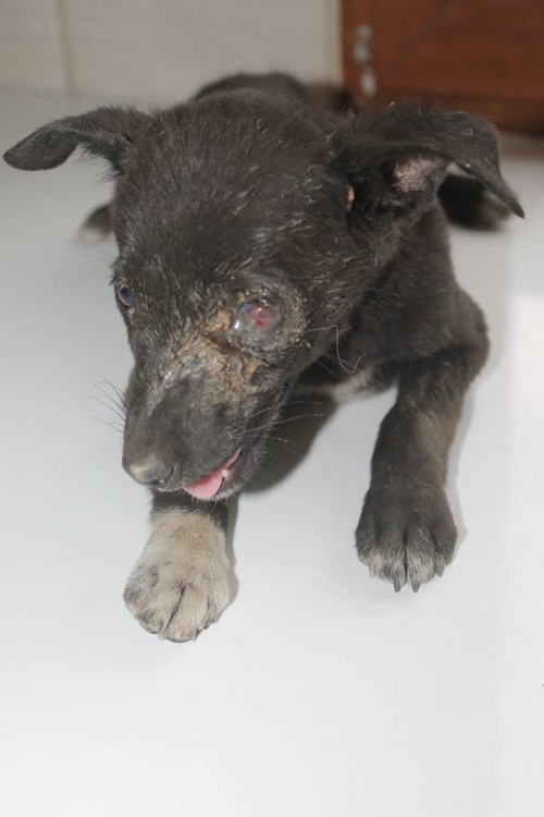 მეტისი უსახელო