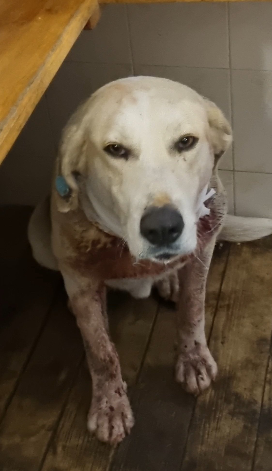 მეტისი ბულაჩაური