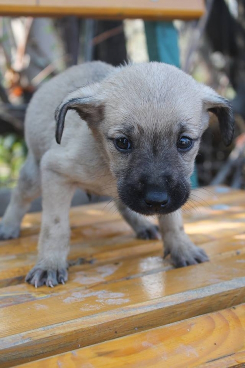 მეტისი უსახელო