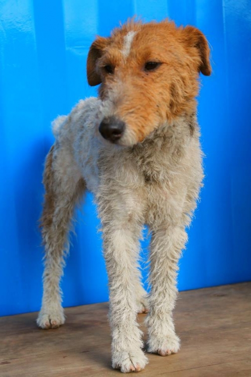 ფოქსტერიერის მეტისი უსახელო