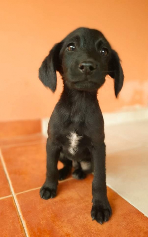 მეტისი ორთაჭალას გესსთან ნაპოვნი