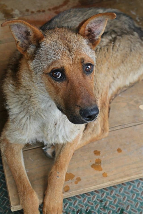 მეტისი მურა