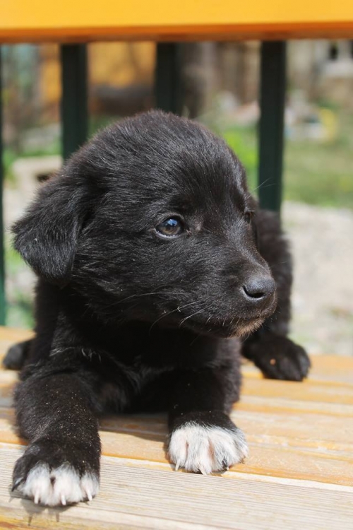 მეტისი უსახელო