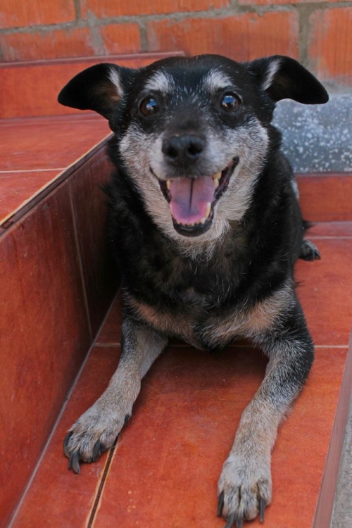 პინჩერის მეტისი ჩოპი