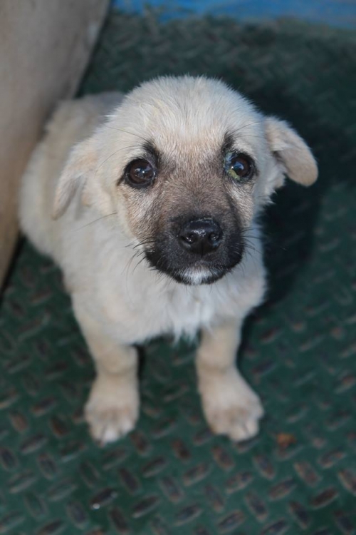 მეტისი უსახელო