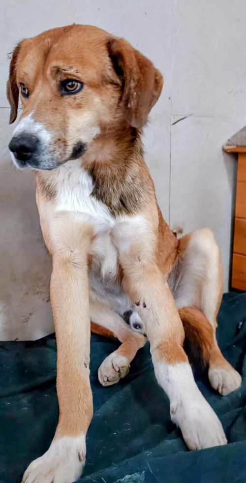 მეტისი საგურამო