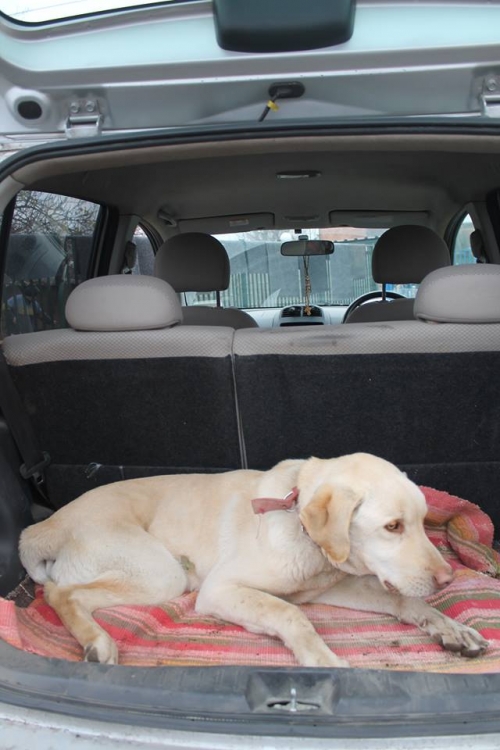 ლაბრადორის მეტისი ბუჩი