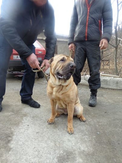 შარპეი ბუკა