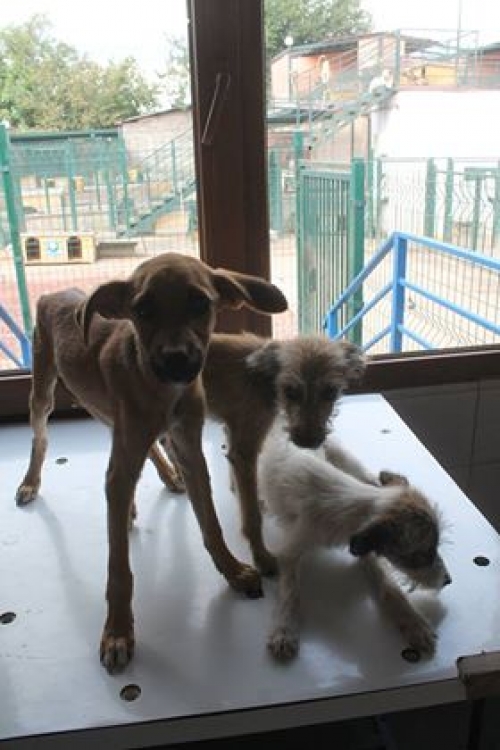 მეტისის ლეკვები უსახელო