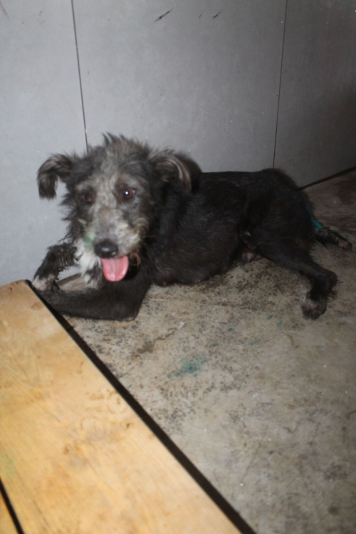 მეტისი უსახელო