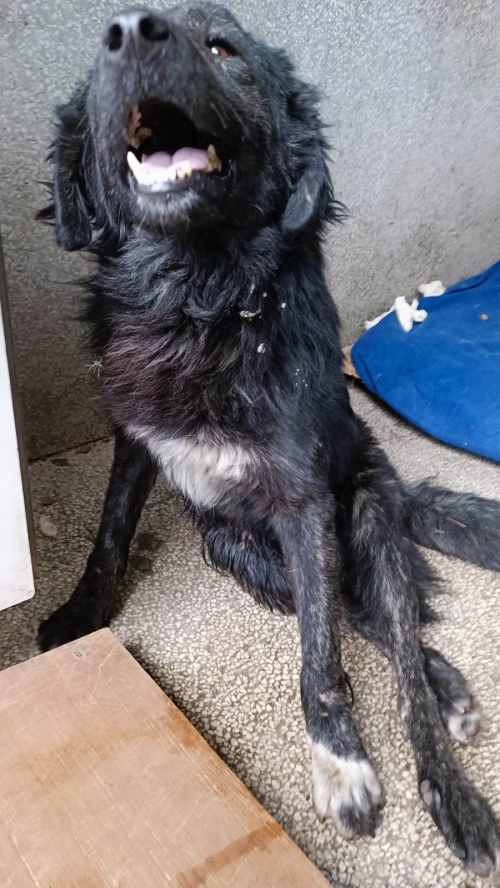 მეტისი მარნეული