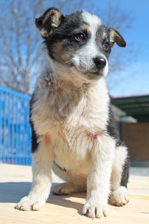 მეტისი უსახელო