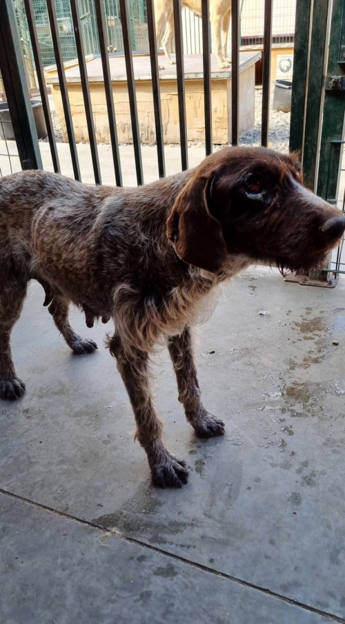 კურცხაარი ნატახტარი