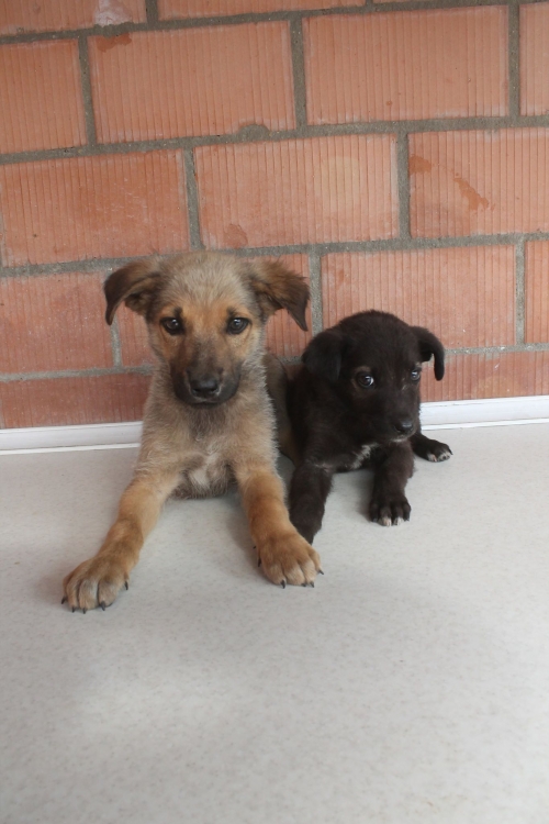 მეტისი უსახელო