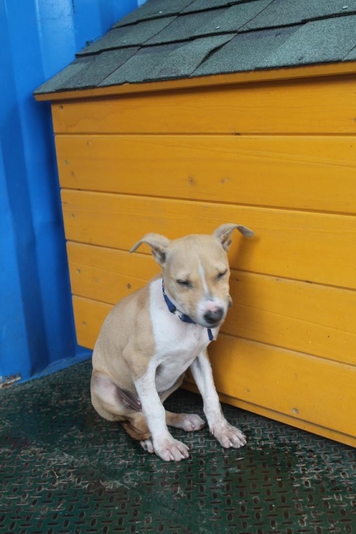 პიტი უსახელო