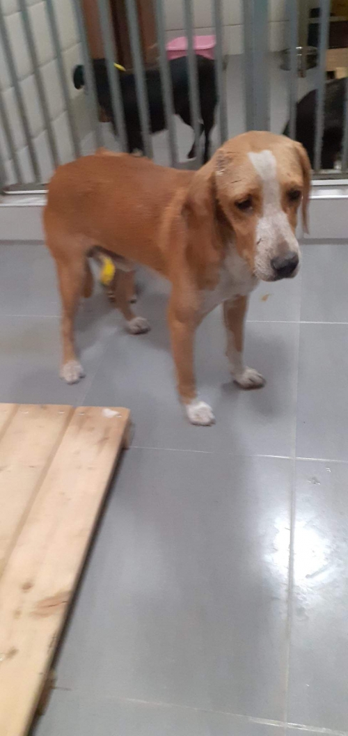 მეტისი უსახელო