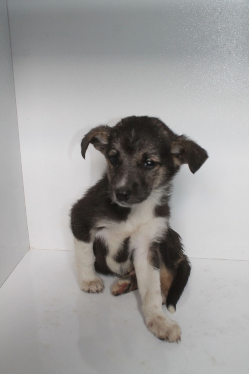 მეტისი უსახელო