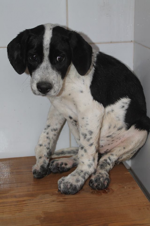 მეტისი ჯესი