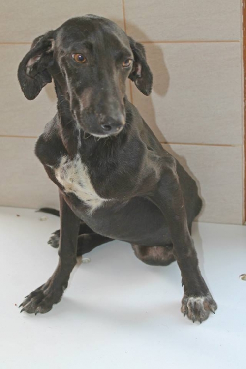 მეტისი უსახელო