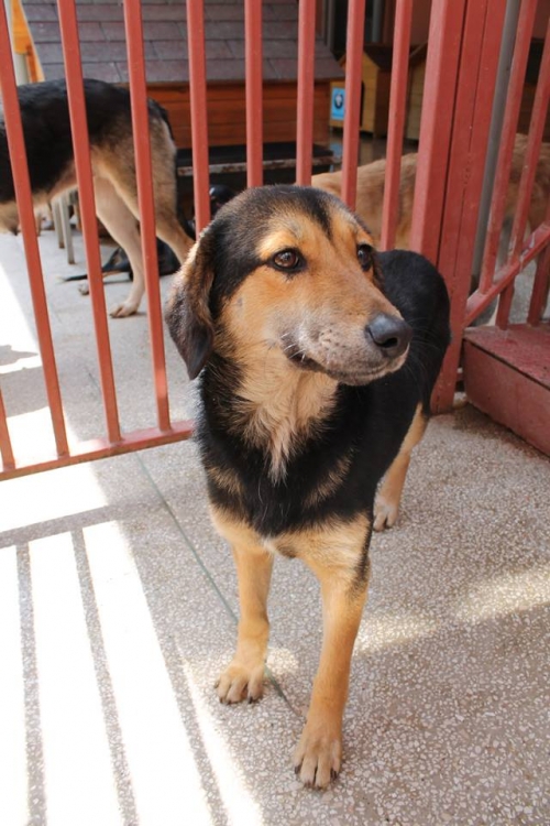 მეტისი უსახელო