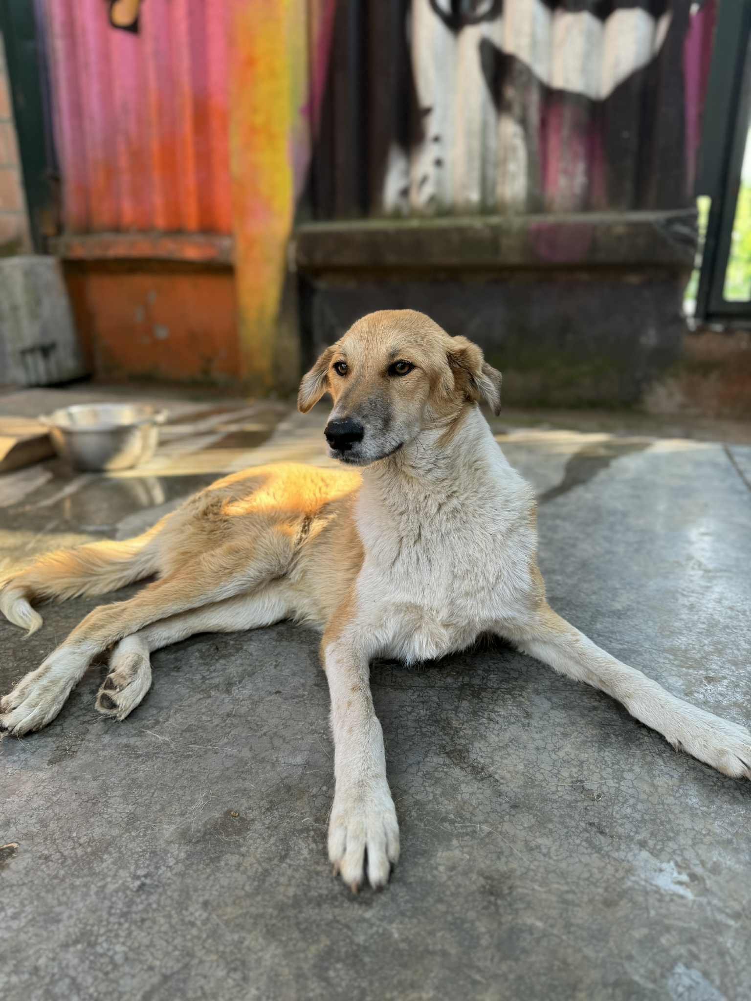 მეტისი. ქინძმარაული