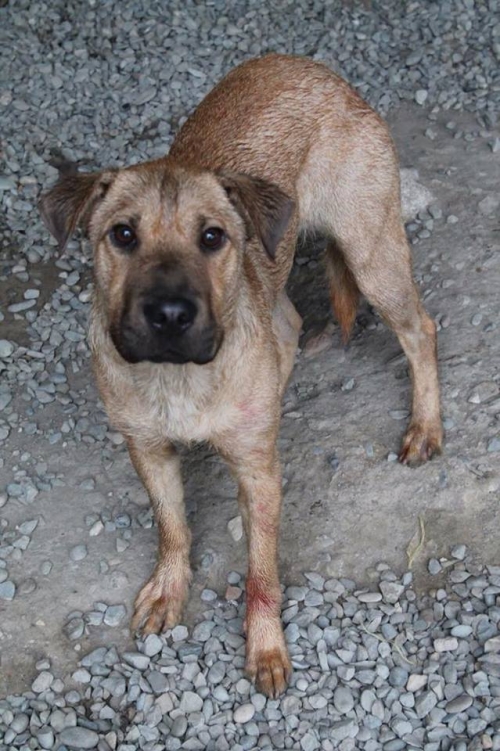 მეტისი მარსი