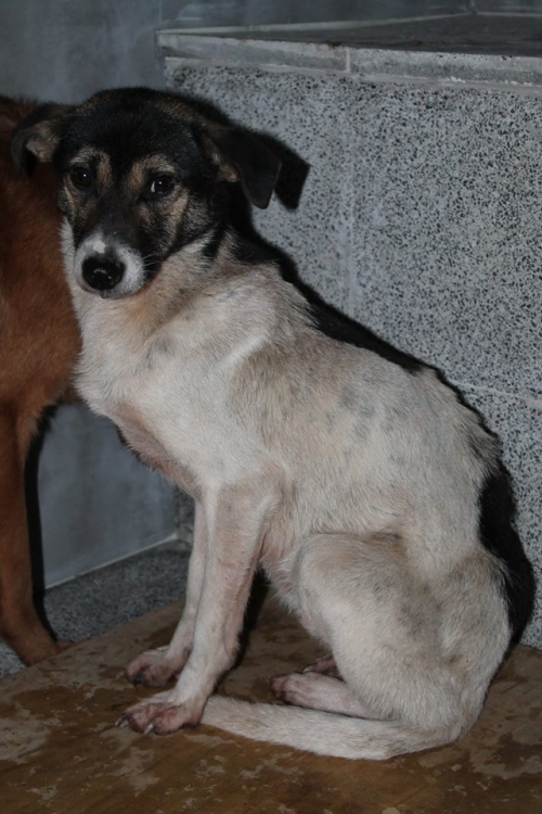 მეტისი უსახელო