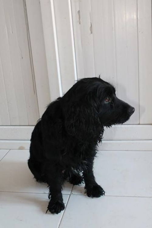 რუსული კოკერ სპანელი უსახელო