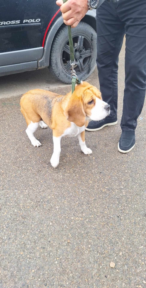 ბიგლის მეტისი ბონი