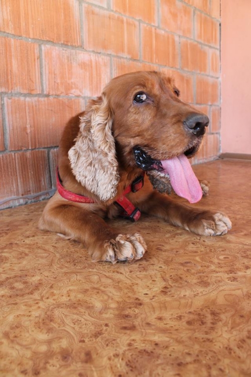 ინგლისური კოკერსპანელი ბუბუ