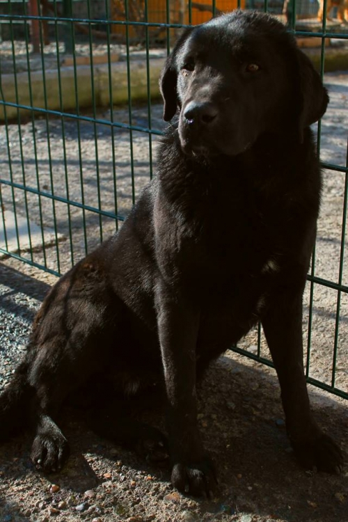 მეტისი უსახელო