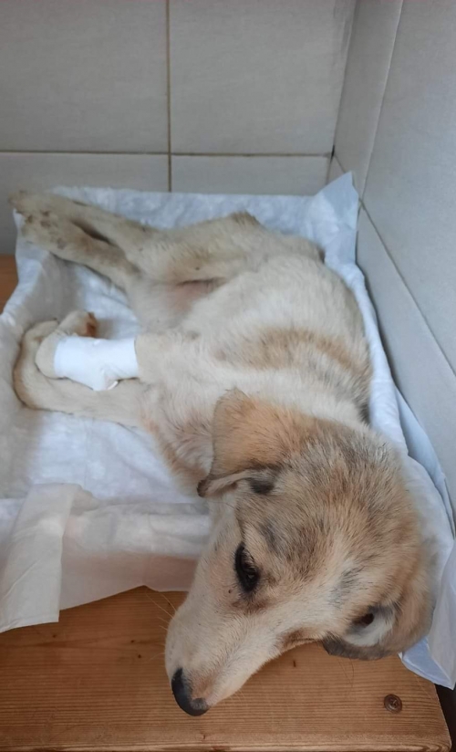 მეტისი ქარელი