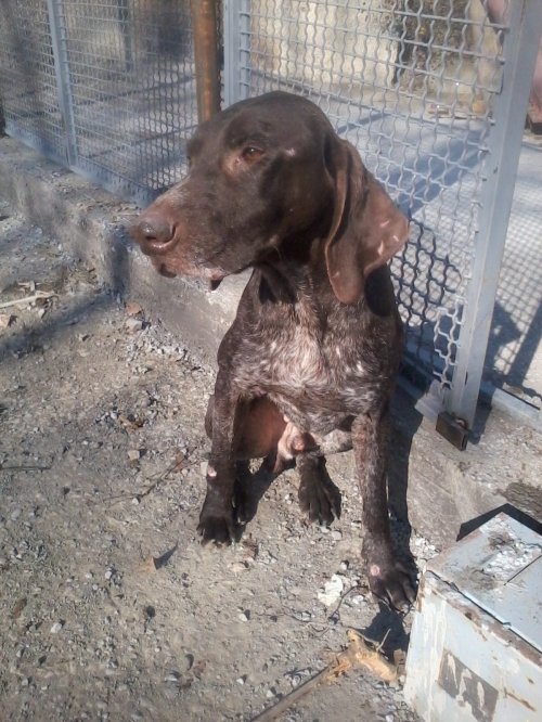 კურცხაარი ჯეკა