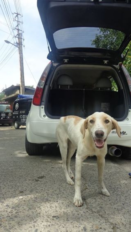 მეტისი უსახელო