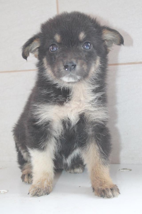 მეტისი უსახელო