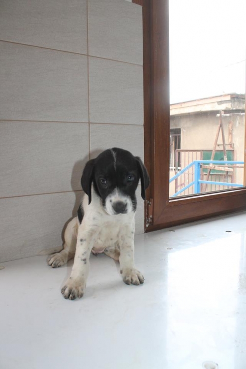 პოინტერის მეტისი უსახელო