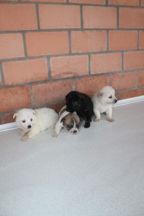 მეტისის ლეკვები უსახელო