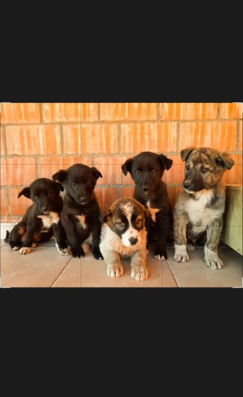 მეტისი მცხეთის რაიონი სოფელი ზაქარო