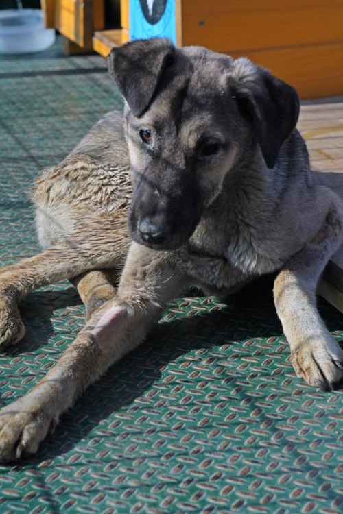 მეტისი უსახელო